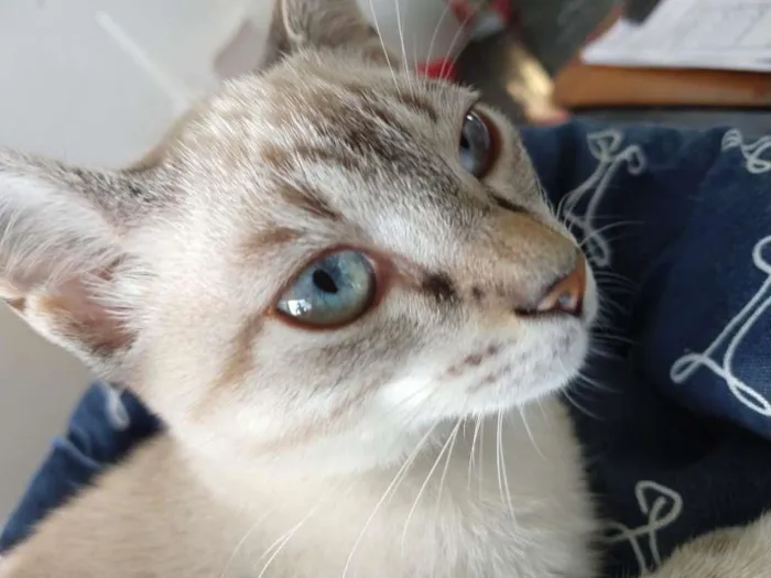 Gato ra a SRD-ViraLata idade 2 a 6 meses nome Gatinha de olhos azu