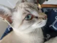 Gatinha de olhos azu
