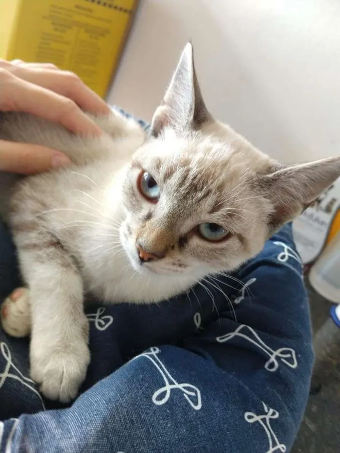 Gato ra a SRD-ViraLata idade 2 a 6 meses nome Gatinha de olhos azu