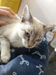 Gatinha de olhos azu