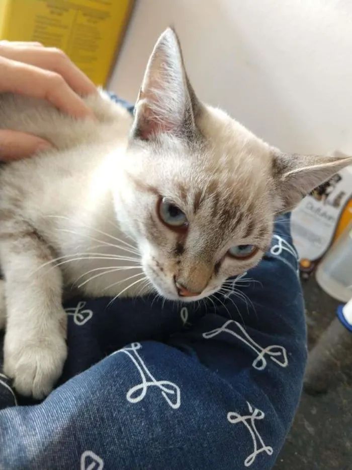 Gato ra a SRD-ViraLata idade 2 a 6 meses nome Gatinha de olhos azu