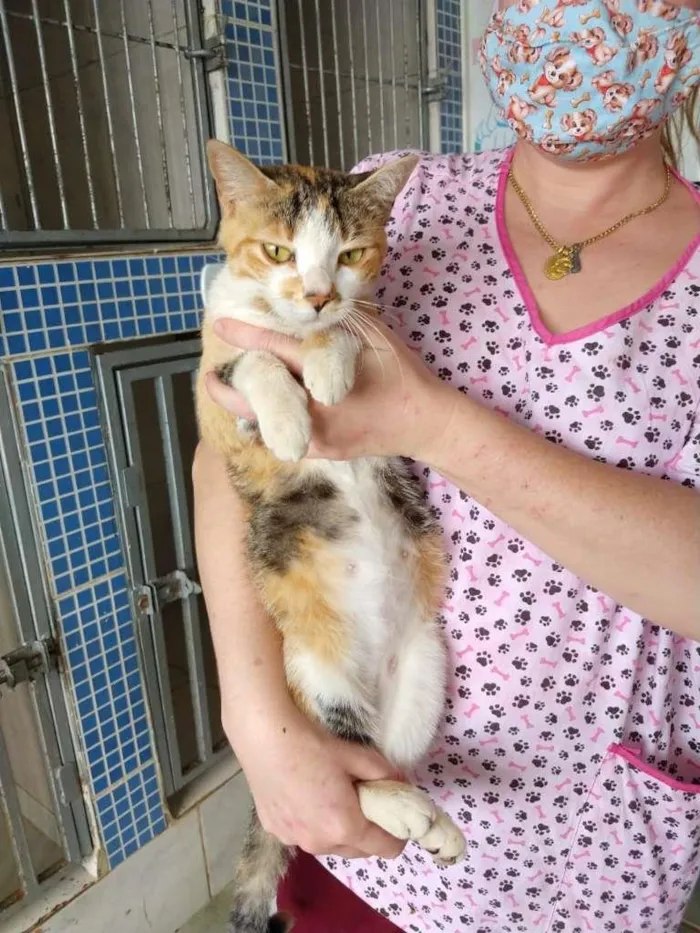 Gato ra a SRD-ViraLata idade 2 anos nome Gatinha tricolor