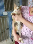 Gatinha tricolor
