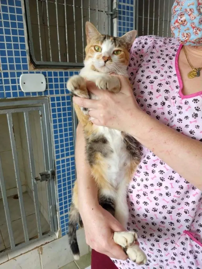 Gato ra a SRD-ViraLata idade 2 anos nome Gatinha tricolor