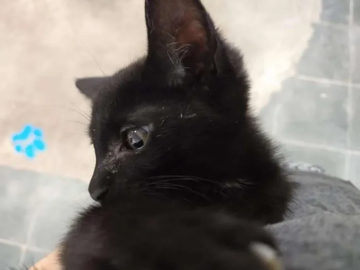 Gato ra a SRD-ViraLata idade Abaixo de 2 meses nome Gatinho preto