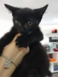 Gatinho preto
