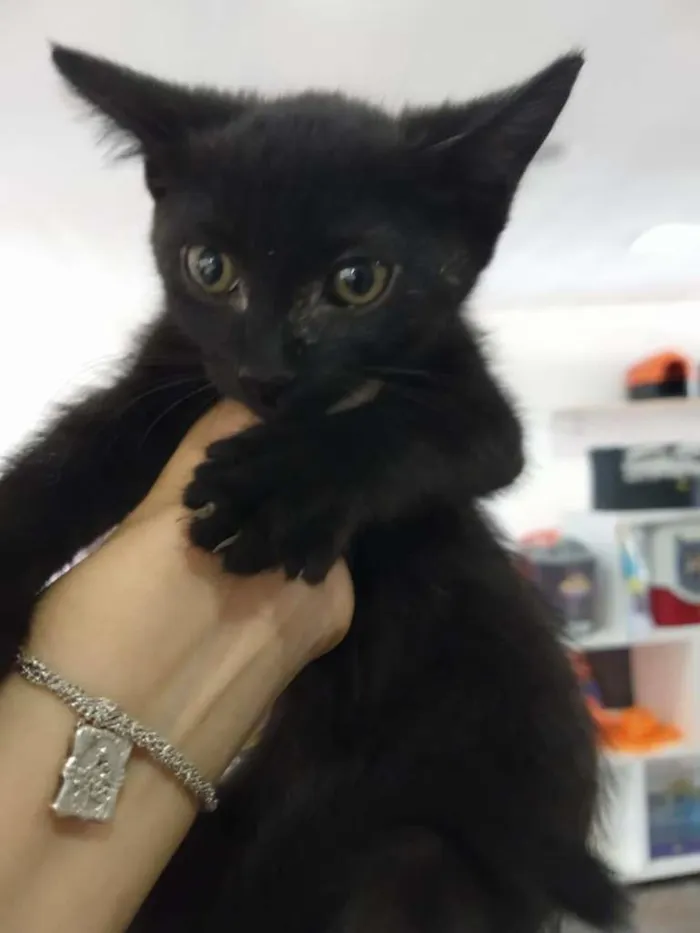Gato ra a SRD-ViraLata idade Abaixo de 2 meses nome Gatinho preto