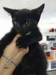 Gatinho preto