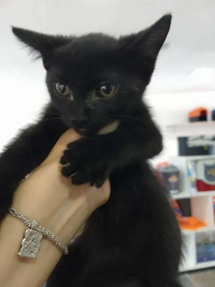 Gato ra a SRD-ViraLata idade Abaixo de 2 meses nome Gatinho preto
