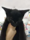 Gatinho preto