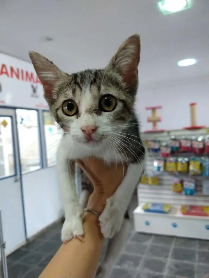 Gato ra a SRD-ViraLata idade Abaixo de 2 meses nome Gatinha tricolor