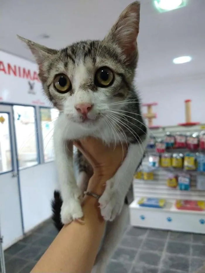 Gato ra a SRD-ViraLata idade Abaixo de 2 meses nome Gatinha tricolor
