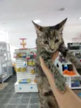 Gatinha tigrada