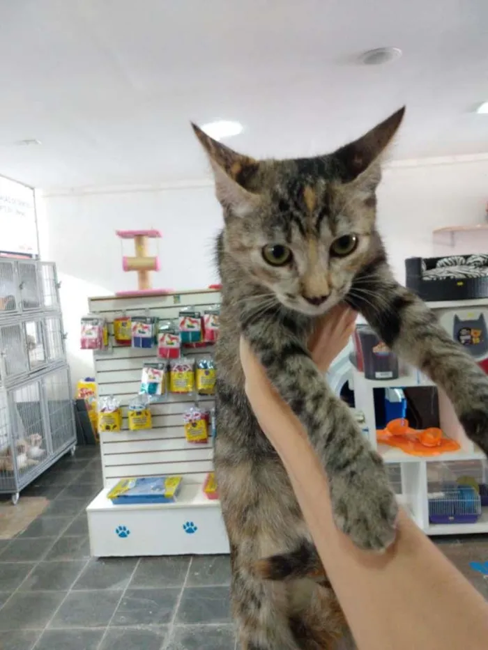 Gato ra a SRD-ViraLata idade 2 a 6 meses nome Gatinha tigrada