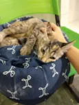 Gatinha tigrada