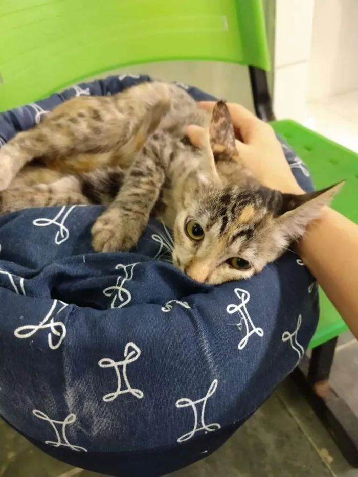 Gato ra a SRD-ViraLata idade 2 a 6 meses nome Gatinha tigrada