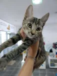 Gatinha tigrada
