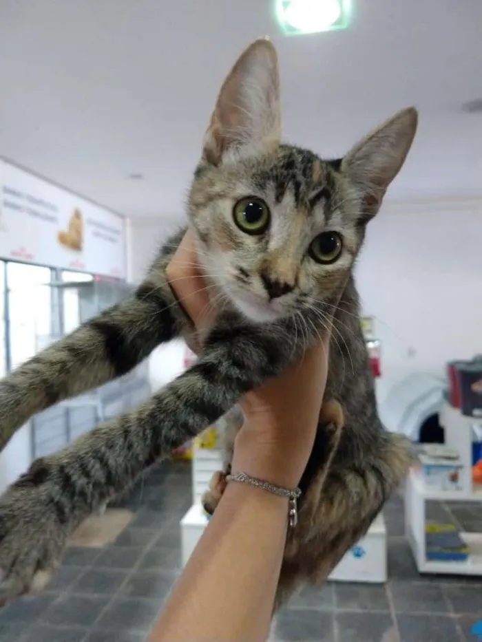 Gato ra a SRD-ViraLata idade 2 a 6 meses nome Gatinha tigrada