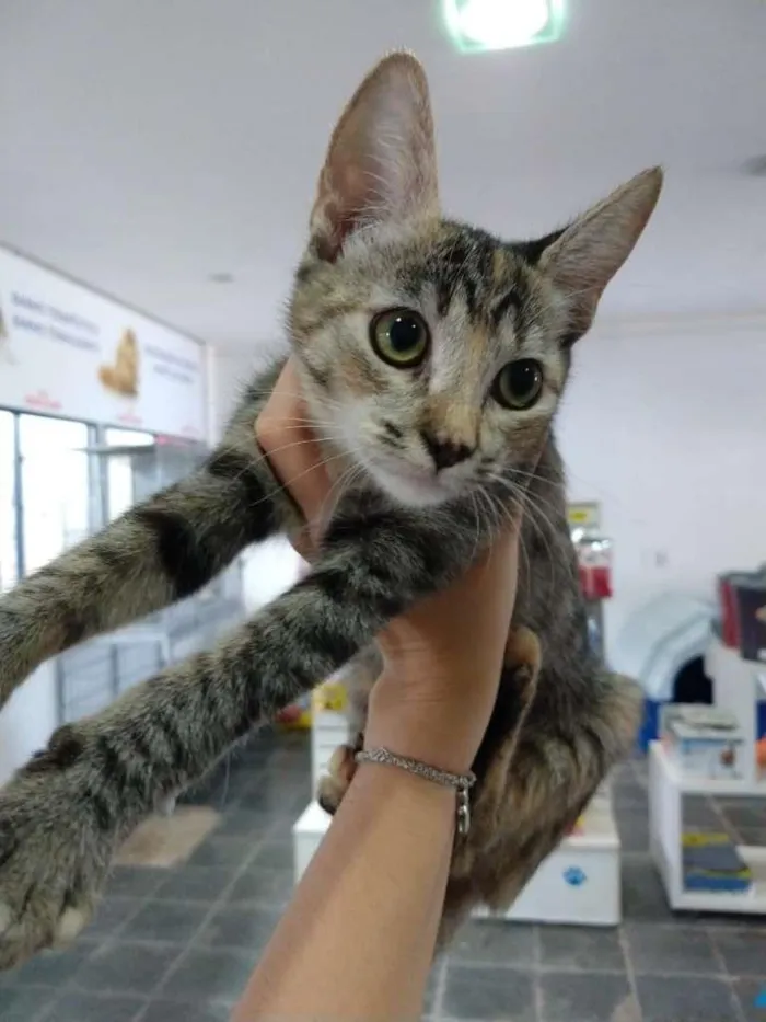 Gato ra a SRD-ViraLata idade 2 a 6 meses nome Gatinha tigrada