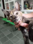 Gata escaminha