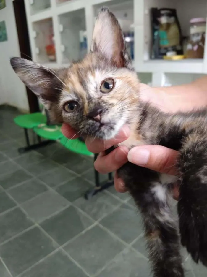 Gato ra a SRD-ViraLata idade Abaixo de 2 meses nome Gata escaminha