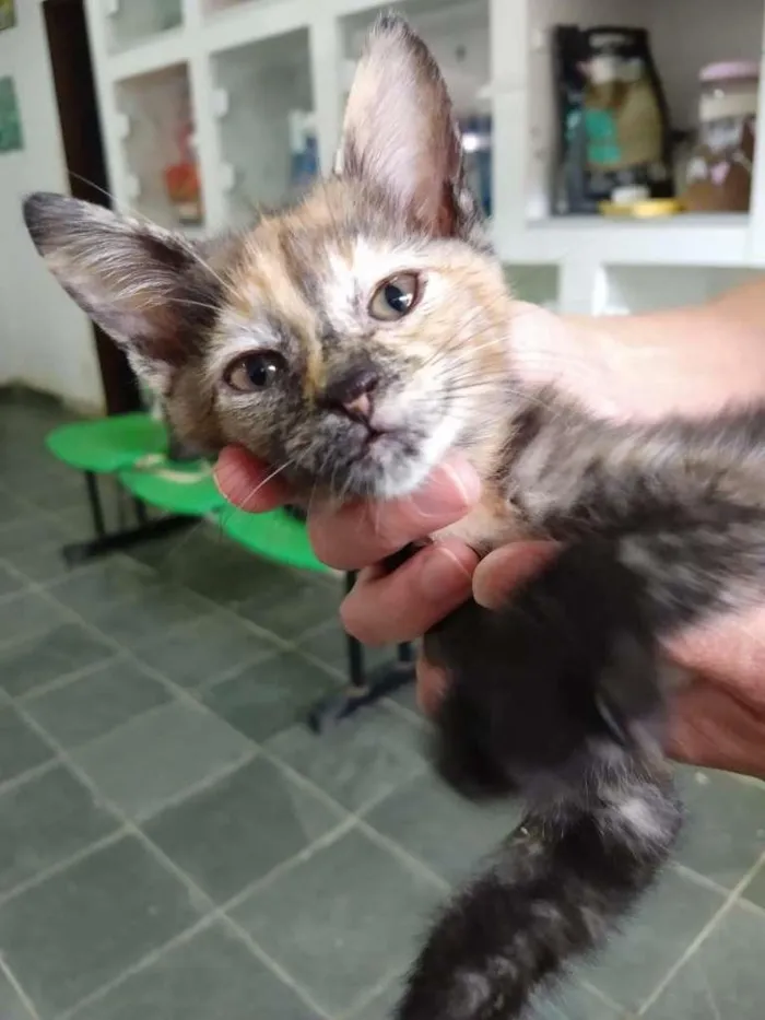 Gato ra a SRD-ViraLata idade Abaixo de 2 meses nome Gata escaminha