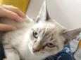 Gatinha de olhos azu
