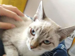 Gato raça SRD-ViraLata idade 2 a 6 meses nome Gatinha de olhos azu