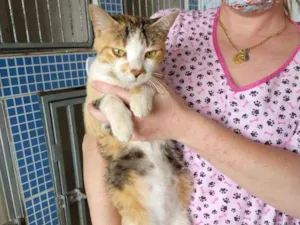Gato raça SRD-ViraLata idade 2 anos nome Gatinha tricolor