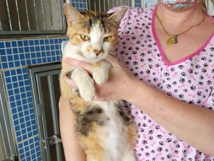 Gato ra a SRD-ViraLata idade 2 anos nome Gatinha tricolor
