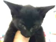 Gatinho preto