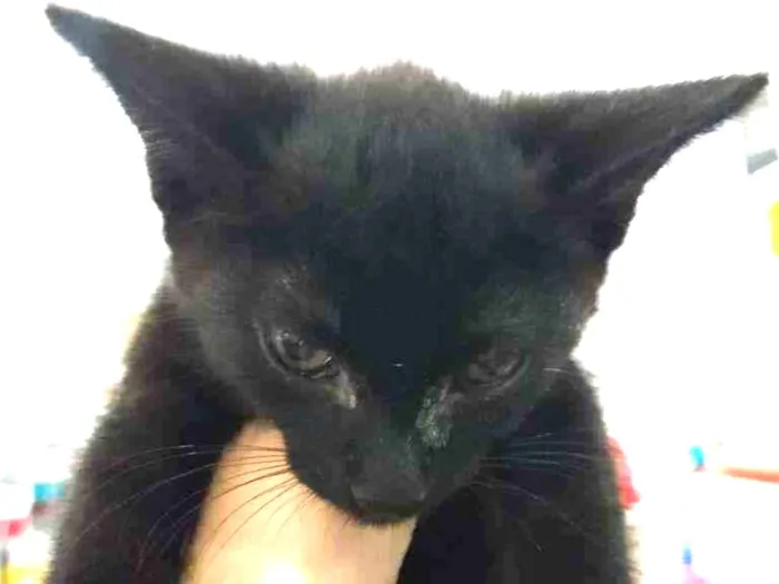 Gato ra a SRD-ViraLata idade Abaixo de 2 meses nome Gatinho preto