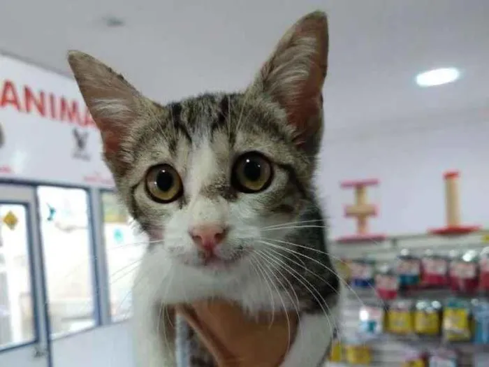 Gato ra a SRD-ViraLata idade Abaixo de 2 meses nome Gatinha tricolor