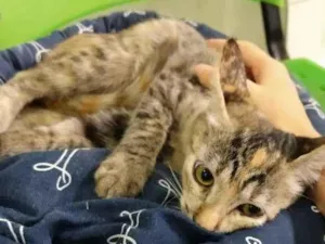 Gato raça SRD-ViraLata idade 2 a 6 meses nome Gatinha tigrada