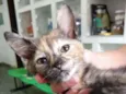Gata escaminha