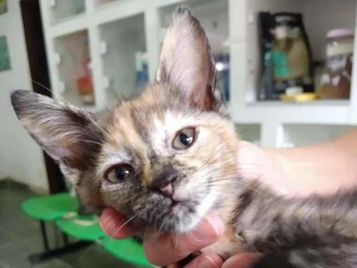 Gato ra a SRD-ViraLata idade Abaixo de 2 meses nome Gata escaminha