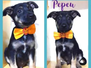 Cachorro raça Srd idade 2 a 6 meses nome Pepeu