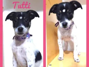 Cachorro raça Srd idade 2 a 6 meses nome Tutti
