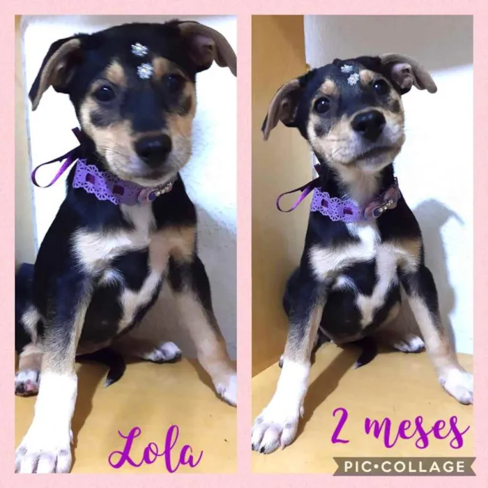 Cachorro ra a Srd idade 2 a 6 meses nome Lola