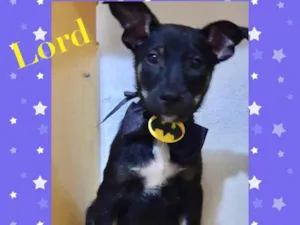 Cachorro raça Srd idade 2 a 6 meses nome Lord
