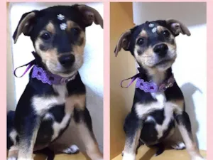 Cachorro raça Srd idade 2 a 6 meses nome Lola