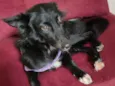 Kitara
