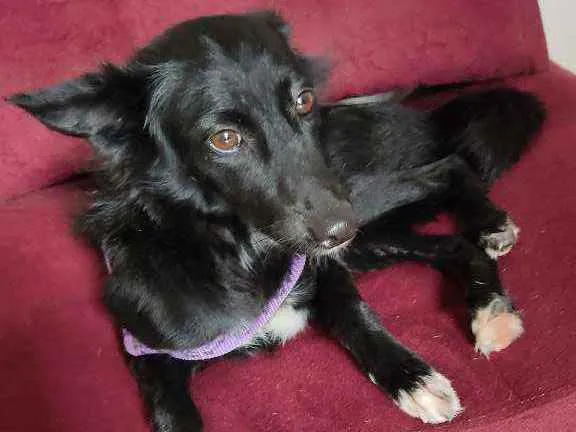 Cachorro ra a Vira lata  idade 1 ano nome Kitara