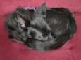 Kitara