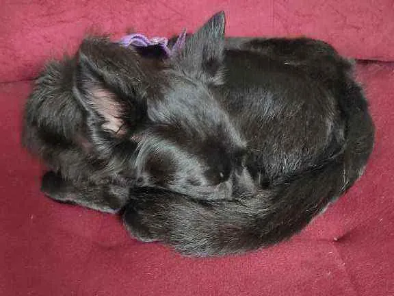 Cachorro ra a Vira lata  idade 1 ano nome Kitara