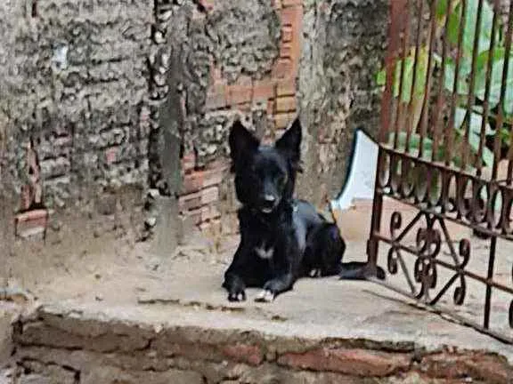 Cachorro ra a Vira lata  idade 1 ano nome Kitara
