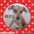 Billy