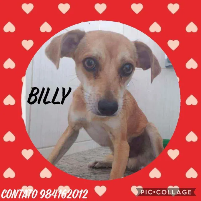 Cachorro ra a SRD  idade 1 ano nome Billy