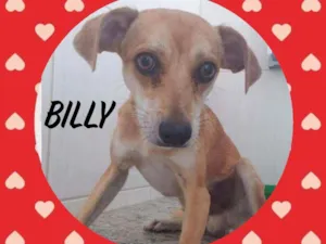 Cachorro raça SRD  idade 1 ano nome Billy