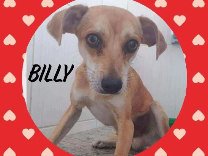 Cachorro ra a SRD  idade 1 ano nome Billy